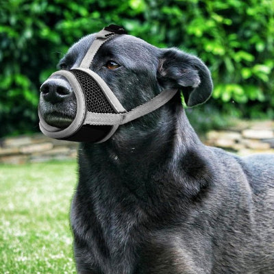 chien au parc en muselière pour chien Ventis gris