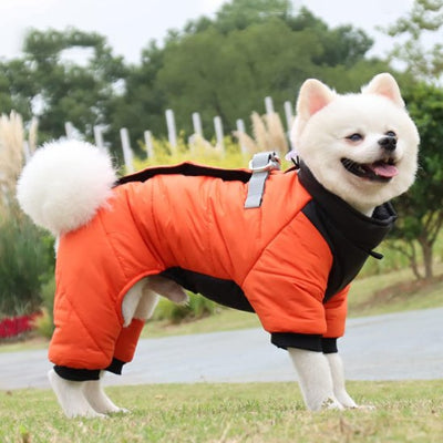Chien dehors en manteau chien Réconfort orange