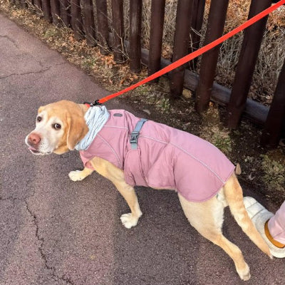 Chien en balade avec manteau pour chien Doudoune imperméable rose