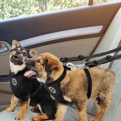 chiens heureux en double laisse pour chien voiture