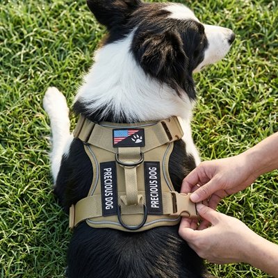 Homme fixant le harnais chien Sentinelle jaune sur son chien