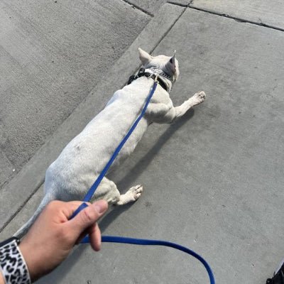 petit chien en laisse pour chien UltraGrip bleue dans la rue