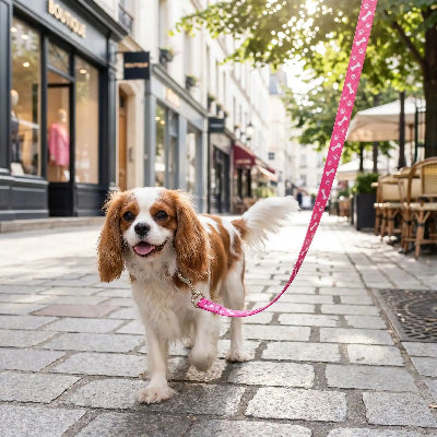 petit chien en laisse pour chien os et pattes rose en ville