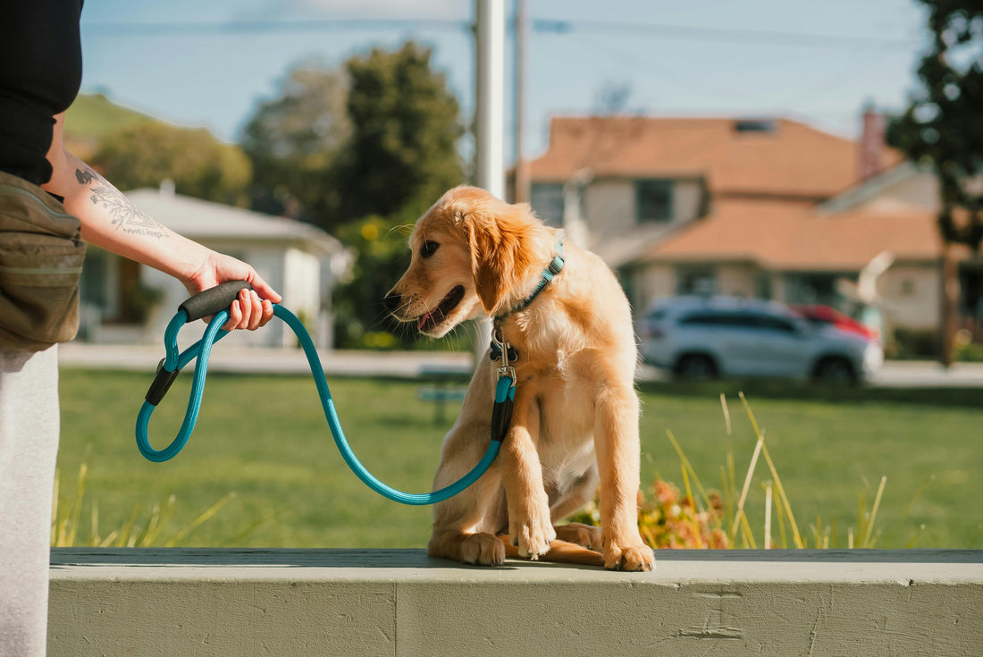 Une laisse de chien : sélection sécurisée et pratique pour la promenade