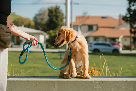 Une laisse de chien : sélection sécurisée et pratique pour la promenade