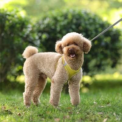 Chien au parc avec harnais pour petit Chien Douceur jaune