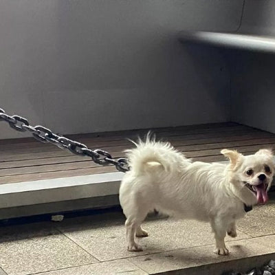 Chien blanc heureux en promenade avec laisse chien Bling 