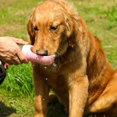 Chien buvant dans une gourde chien Rando soif blanc