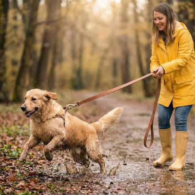 Chien en balade  en longe pour chien Impermeable marron avec sa maitresse en forêt