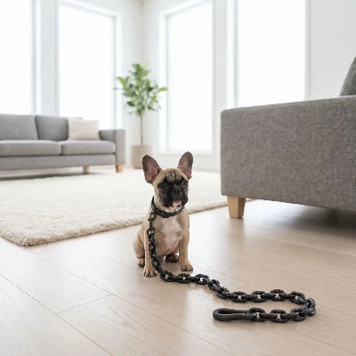 Chien en laisse chien Bling noire au salon