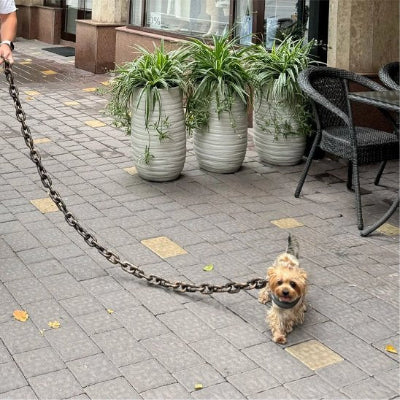 Chien en promenade dans la rue avec  laisse chien Bling