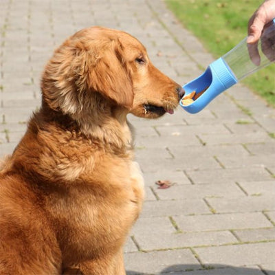 Chien mangeant dans une gourde chien Rando soif bleu