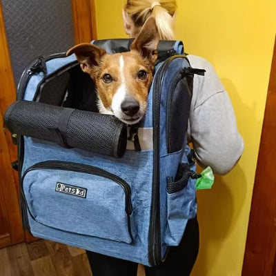 Chien sortant la tête dans sac à dos  chien Liberté bleu heureux