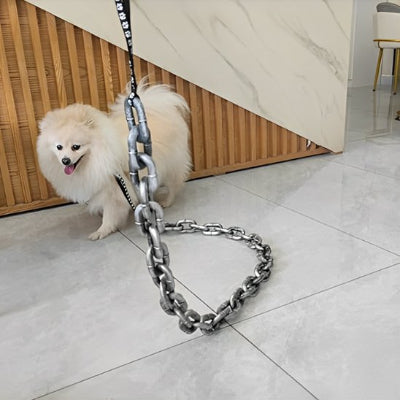 Petit chien dans la maison avec laisse chien Bling argent
