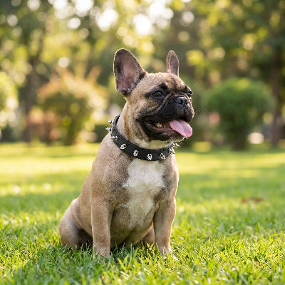 Petit chien en collier pour chien Petit Rebelle noir dans l'herbe