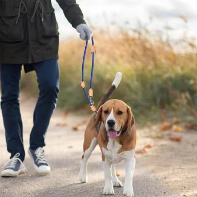 beagle en laisse double pour chien bleue dans la campagne