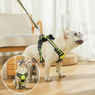 bouledogue  assis avec Harnais pour chien easywalk vert et encart