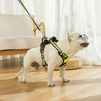 bouledogue  assis avec Harnais pour chien easywalk vert