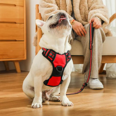bouledogue  assis avec Harnais pour chien easywalk rouge 