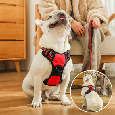 bouledogue  assis avec Harnais pour chien easywalk rouge et encart
