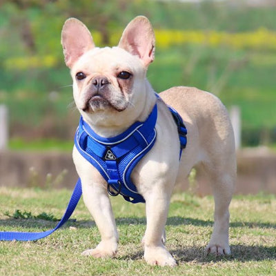 Bouledogue avec harnais chien anti traction bleu Dynamic Control 