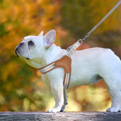 Bouledogue avec harnais chien marron