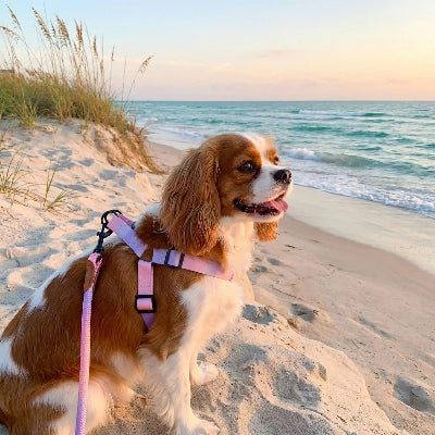 chien a-la-plage-avec-harnais-chien-confort-leger-premium-rose