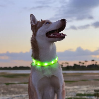 chien à la tombée de la nuit avec collier lumineux chien vert