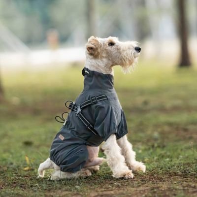 Chien assis au parc en imperméable pour chien​ Ecran pluie gris