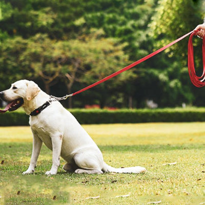 Chien assis au parc en longe pour chien rouge Plein Air 