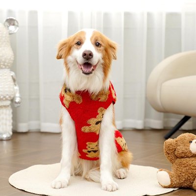 Chien assis au salon avec pull pour chien Teddy Rouge 