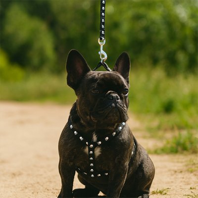 chien assis avec canicross harnais Balade noir