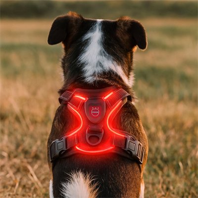 Chien assis avec chien harnais LumiChou rouge