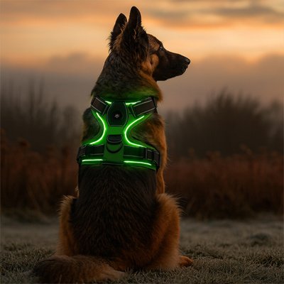 chien assis avec chien harnais lumiChou vert