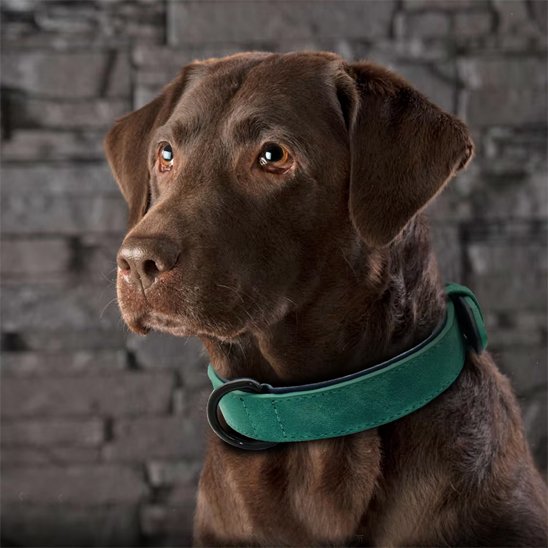 chien assis avec collier chien en cuir vert
