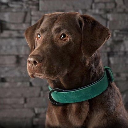 chien assis avec collier chien en cuir vert