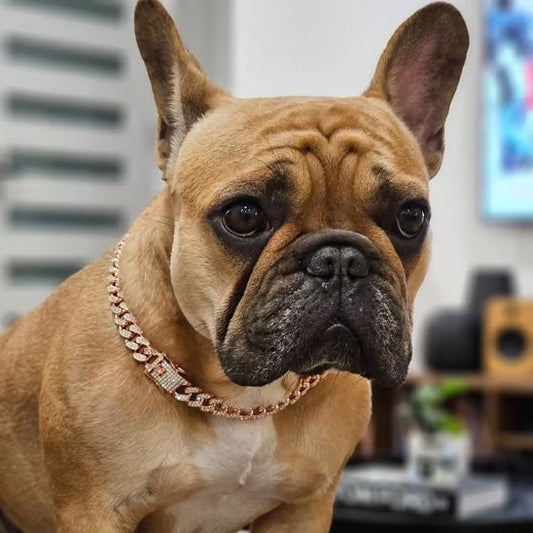 chien assis avec collier chien rosé gourmette 