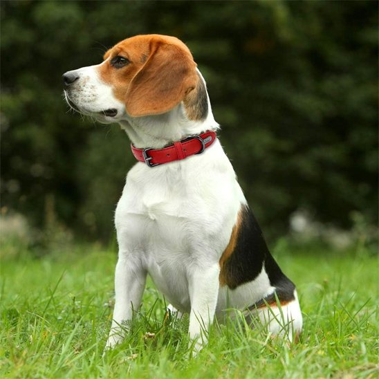 chien assis avec collier chien rouge