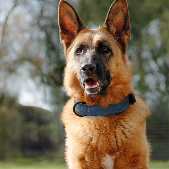 chien assis avec collier chien vert