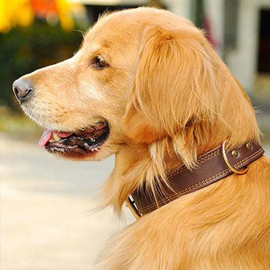 Chien assis avec collier chien vintage marron