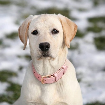 chien assis avec collier cuir pour chien rose