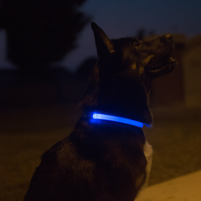chien assis avec collier lumineux chien lumiere bleu