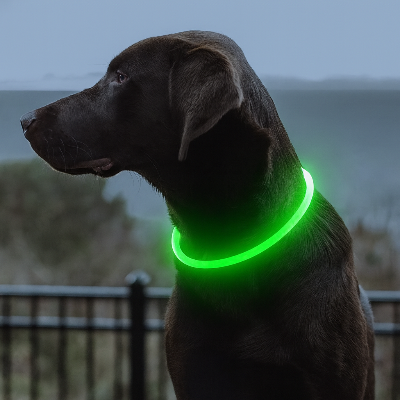 chien assis avec collier lumineux chien lumiere verte