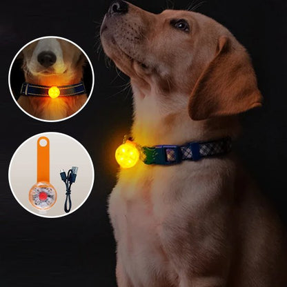 chien assis avec collier lumineux pour chien lampe avec encart orange
