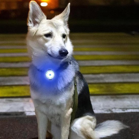 chien assis avec collier lumineux pour chien lampe bleu