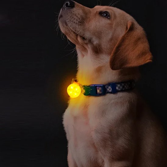 chien assis avec collier lumineux pour chien lampe