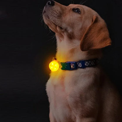 chien assis avec collier lumineux pour chien lampe