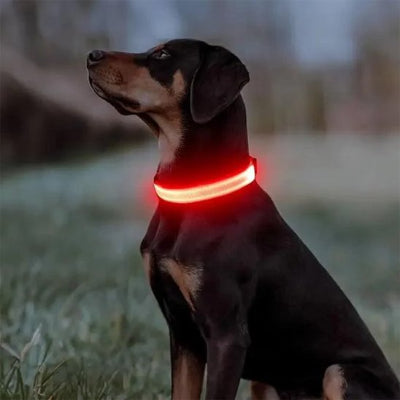 chien assis avec collier lumineux pour chien rouge