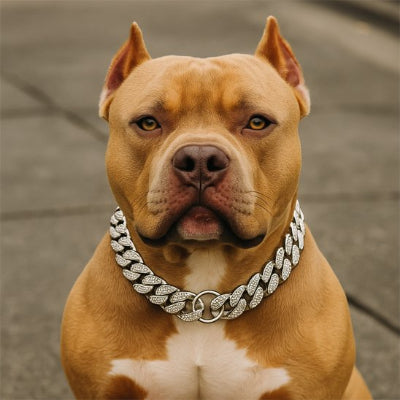 chien assis avec collier pour chien argenté et  zirconium
