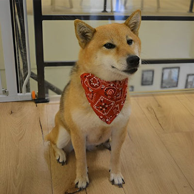 chien assis avec collier pour chien bandana rouge 
